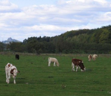 <p>Krávy na louce, v pozadí Trosky<br></p>