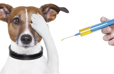 Očkování psů proti vzteklině